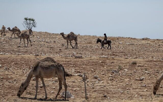 Un résident d’implantation israélien chevauchant son âne tout en conduisant son troupeau de chameaux près d’une route en Cisjordanie, à l’est de la ville de Ramallah, le 22 juin 2026 (Crédit : Ilia Yefimovich/AFP)