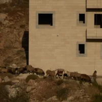 Un habitant des implantations israéliennes fait passer son troupeau de moutons devant une maison du village d’Abu Falah, en Cisjordanie, le 29 juillet 2026. Illustration (Crédit : Leo Correa/AP)