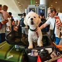 Des passagers accompagnés d'un animal de compagnie attendant pendant une grève, à l'aéroport international Ben Gurion, le 20 août 2026. (Crédit : Avshalom Sassoni/Flash90)
