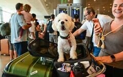 Des passagers accompagnés d'un animal de compagnie attendent pendant une grève à l'aéroport international Ben Gurion, le 20 août 2026. (Crédit : Avshalom Sassoni/Flash90)