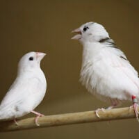 Un pinson du Bengale (à droite) apprenant à son fils à chanter. (Crédit : Kazuo Okanoya)