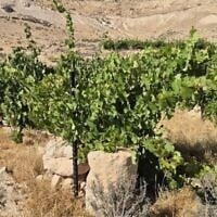 D'anciennes variétés de vignes poussant dans le parc national d'Avdat, dans les hauts plateaux du Neguev, dans le sud d'Israël. (Avec l'aimable autorisation de Lior Schweimer)