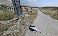 La carcasse de l'une des quelque 30 cigognes blanches tuées par électrocution dans la partie centrale de la vallée du Jourdain, le 17 août 2026 (Crédit : Yuval Bashan, Société pour la protection de la nature en Israël)