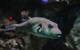 Le poisson-globe étoilé (Arothron stellatus). (Crédit : Muhammad Arie via iStock)