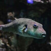 Le poisson-globe étoilé (Arothron stellatus). (Crédit : Muhammad Arie via iStock)