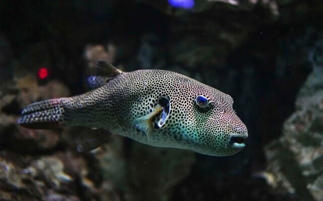Le poisson-globe étoilé (Arothron stellatus). (Crédit : Muhammad Arie via iStock)