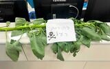 Un plant de tabac arborescent (Nicotiana glauca)à l'hôpital Rambam à Haïfa, avec une étiquette indiquant « Attention, toxique », en août 2026. (Autorisation : Hôpital Rambam)