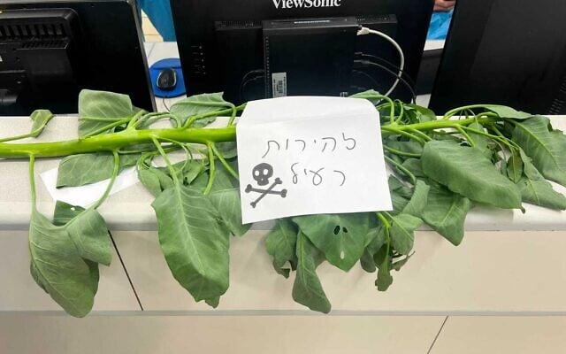 Un plant de tabac arborescent (Nicotiana glauca)à l'hôpital Rambam à Haïfa, avec une étiquette indiquant « Attention, toxique », en août 2026. (Autorisation : Hôpital Rambam)