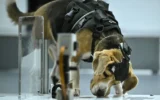 Un beagle en train de renifler un échantillon lors d'un test effectué dans un laboratoire du centre Dognosis, situé dans le village de Kempohalli, à la périphérie de Bengaluru, le 28 juillet 2026. (Crédit : Idrees Mohammed/AFP)