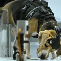 Un beagle en train de renifler un échantillon lors d'un test effectué dans un laboratoire du centre Dognosis, situé dans le village de Kempohalli, à la périphérie de Bengaluru, le 28 juillet 2026. (Crédit : Idrees Mohammed/AFP)
