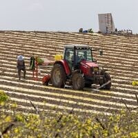 Des agriculteurs semant des cultures dans un champ du moshav de Pedaya, dans le centre d’Israël, le 25 mars 2026. (Crédit : Yossi Aloni/Flash90)