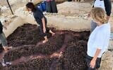 Des chercheurs foulent le raisin dans un pressoir antique restauré sur le site archéologique de Khirbet er-Rafid, en Cisjordanie, en septembre 2026. (Shivi Drori/Université d'Ariel)