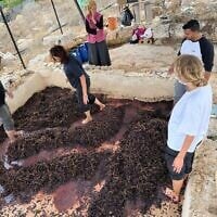 Des chercheurs foulent le raisin dans un pressoir antique restauré sur le site archéologique de Khirbet er-Rafid, en Cisjordanie, en septembre 2026. (Shivi Drori/Université d'Ariel)