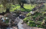 Des eaux usées s'écoulant dans le Wadi al-Eish, près de Tulkarem, au nord de la Cisjordanie, début 2026. (Crédit : Green Now)