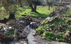 Des eaux usées s'écoulant dans le Wadi al-Eish, près de Tulkarem, au nord de la Cisjordanie, début 2026. (Crédit : Green Now)