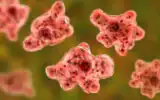 Illustration en 3D de l'amibe infectieuse Naegleria fowleri, dite « mangeuse de cerveau ». (Crédit : iStock)