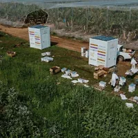 Des apiculteurs transfèrent des abeilles mellifères de ruches traditionnelles vers les ruches robotisées Beehome de Beewise. (Crédit : Autorisation)