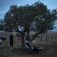 Une femme de la famille bédouine palestinienne des Kaabneh se balance sous un olivier tandis que des résidents d'implantations israéliens sortent de chez elle, à la périphérie de la ville de Taybeh, en Cisjordanie, le 1er octobre 2026. (Crédit : AP Photo/Leo Correa)