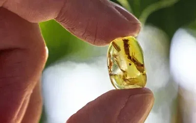 Queue de lézard emprisonnée dans de l'ambre du nord du Myanmar vieux d'environ 99 millions d'années, repérée par l'étudiant en zoologie Dolev Fabrikant dans la collection du musée d'Histoire naturelle Steinhardt de l'université de Tel Aviv. (Dolev Fabrikant)