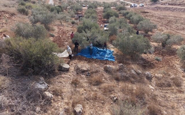 Des Palestiniens récoltent des olives en Cisjordanie sous la protection de Tsahal, sur une photo publiée le 25 octobre 2026. (Armée israélienne) Des Palestiniens récoltent des olives en Cisjordanie sous la protection de Tsahal, sur une photo publiée le 25 octobre 2026. (Armée israélienne)