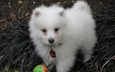 Yogi, a Tel Aviv dog park frequenter, as a baby (photo credit: Courtesy Jordana Shay)