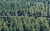 Trees get their gPine and cypress trees in the Jerusalem Forest (photo credit: Nati Shohat/Flash 90)