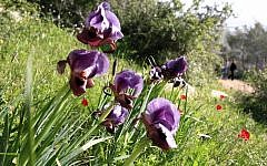 If you prick them, do they not feel – and tell their friends? A new study by a Ben Gurion University team shows that plants communicate their pain via a “social network.” (Photo by Yossi Zamir/Flash90)
