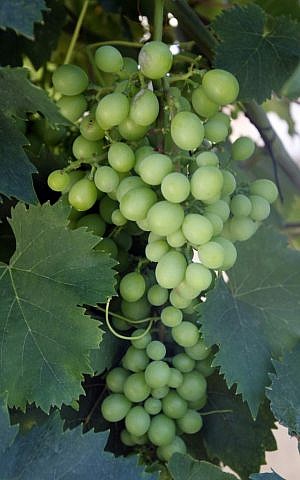 Israeli grapes (Flash90)