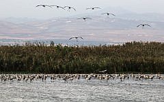 Migrating Black Storks prepare to spend the night at a water reservoir before heading south at the Hula Lake in the Hula Valley (Photo by Kobi Gideon / FLASH90)