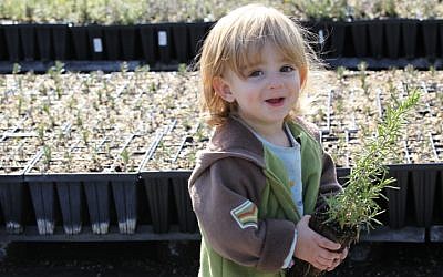 An Israeli toddler chooses seedlings to plant ahead of the Jewish nature holiday Tu B'Shvat. (Nati Shohat/Flash90)