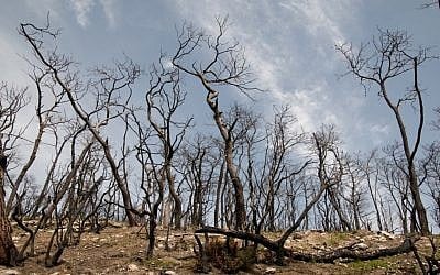 Charred trees on the slopes of the Carmel mountain, shortly after the fire (photo credit: Hadas Parush / Flash90)
