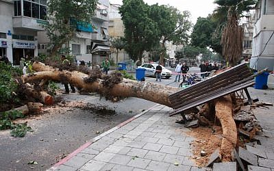 A fallen tree on King George street in Tel Aviv (photo credit: Roni Schutzer/Flash90)