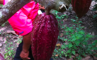 Holy Cacao beans (photo credit: Courtesy) Holy Cacao beans (photo credit: Courtesy)