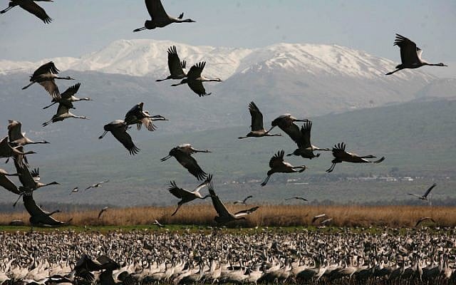 Cranes at the Hula Lake in northern Israel. Cranes are the highlight of bird-watching tours. (photo credit: Nati Shohat/Flash90)