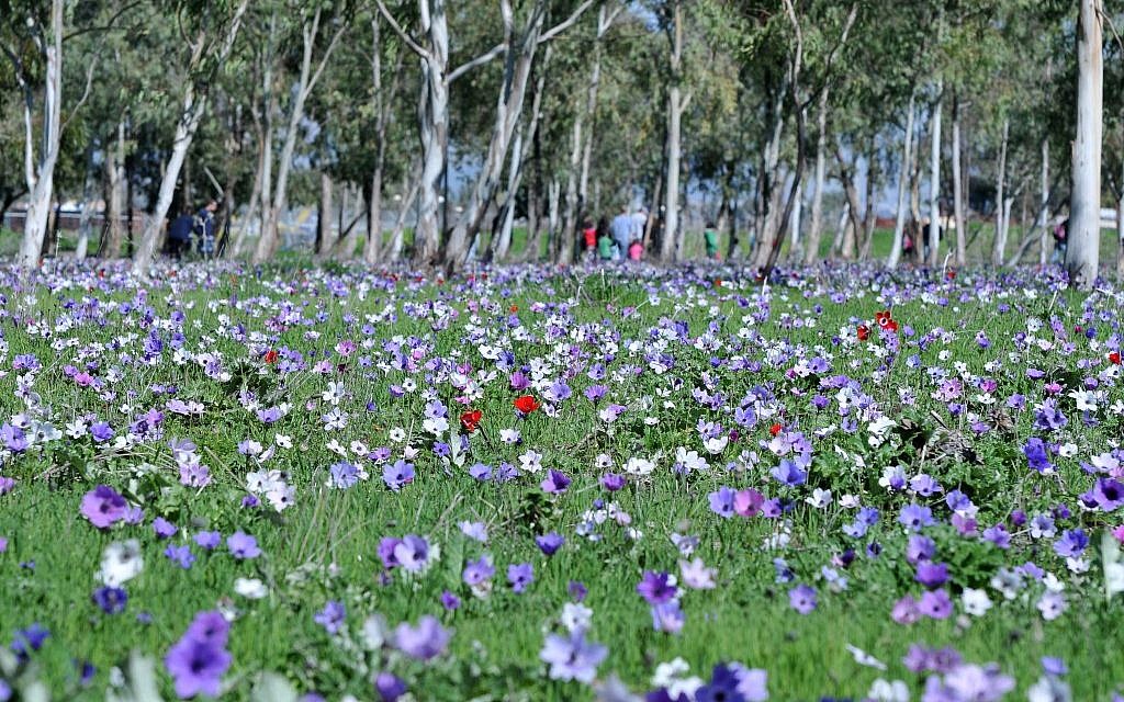 Anemones near Megiddo (photo credit: Shay Levy/Flash 90)