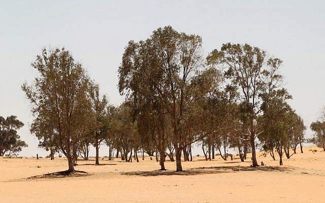 Eucalyptus trees in southern Israel (photo credit: Nati Shohat/flash90)
