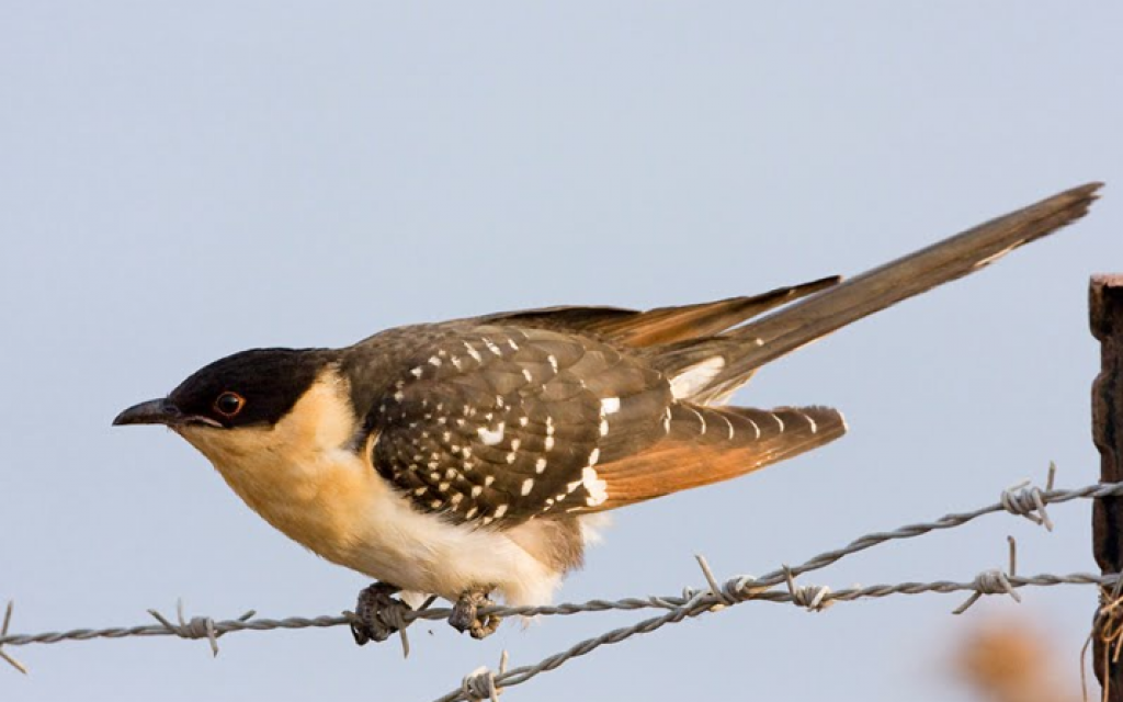 A Great Spotted Cuckoo in the Judean lowlands (photo credit: Yuval Perlman)