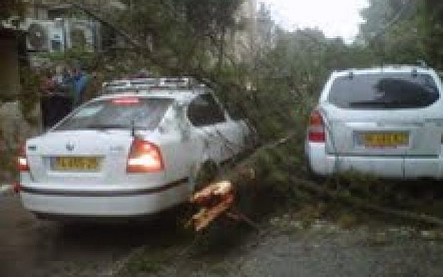 The top half of a tree, hit by lightning, pictured moments after it fell on vehicles on Jerusalem's Masaryk Street on Wednesday afternoon. (photo credit: Kayla J. Adams/Times of Israel) The top half of a tree, hit by lightning, pictured moments after it fell on vehicles on Jerusalem's Masaryk Street on Wednesday afternoon. (photo credit: Kayla J. Adams/Times of Israel)