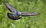 A pigeon (photo credit: CC-BY-SA Alan D. Wilson, www.naturespicsonline.com)