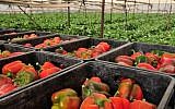 Peppers picked from the Faran farm in the Arava desert (photo credit: Shay Levy/ Flash 90)