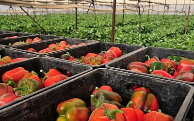 Peppers picked from the Faran farm in the Arava desert (photo credit: Shay Levy/ Flash 90)