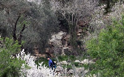Almond trees in the Judean Hills (photo credit: Yossi Zamir/Flash 90) Almond trees in the Judean Hills (photo credit: Yossi Zamir/Flash 90)