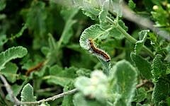 A wild mint plant (photo credit: Sophie Gordon/Flash 90)