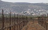 An illustrative photo of a vineyard in a West Bank settlement near Nablus (photo credit: AP Photo/Dan Balilty)