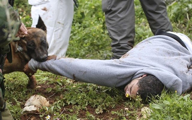 An Israeli police dog attacks a demonstrator during a protest in the village of Kufr Qaddum near the Israeli settlement of Kdumim in the northern West Bank, Friday. (photo credit: AP)