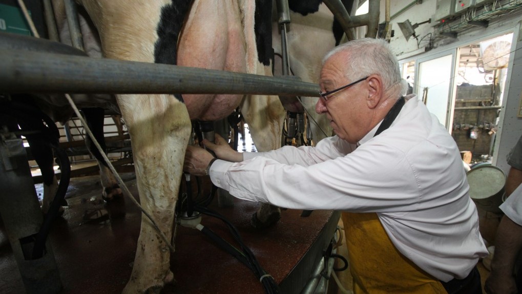 President Reuven Rivlin milks a cow on Kibbutz Shomriya when he was Knesset Speaker (Yossi Zamir/Flash 90) Knesset speaker Reuven Rivlin milks a cow on Kibbutz Shomriya (photo credit: Yossi Zamir/Flash 90)