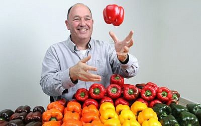 Dr. Yonatan Elkind of Hebrew University's Robert H. Smith Faculty of Agriculture, Food and Environment, posing with some of the hybrid peppers he developed with his research team. (photo credit: Nati Shohat/Flash90)