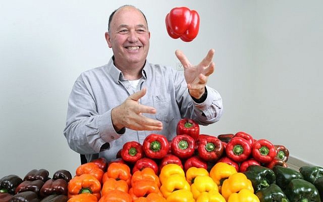 Dr. Yonatan Elkind of Hebrew University's Robert H. Smith Faculty of Agriculture, Food and Environment, posing with some of the hybrid peppers he developed with his research team. (photo credit: Nati Shohat/Flash90)