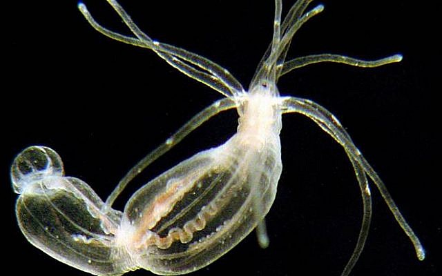 Nematostella could help scientists in organ repair research (photo credit: Courtesy Hebrew University) Nematostella could help scientists in organ repair research (photo credit: Courtesy Hebrew University)