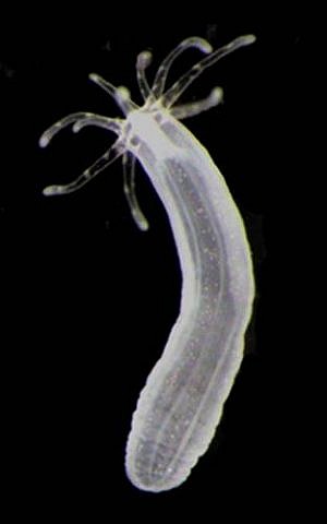 The sea anemone, one of the world's most ancient life forms, could provide important insights into the human nervous system (photo credit: Courtesy Hebrew University)